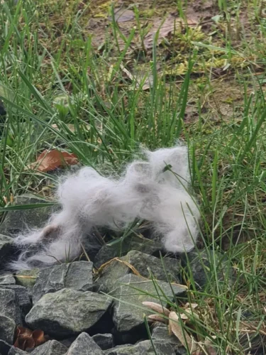 Krtača FURIPURI photo review