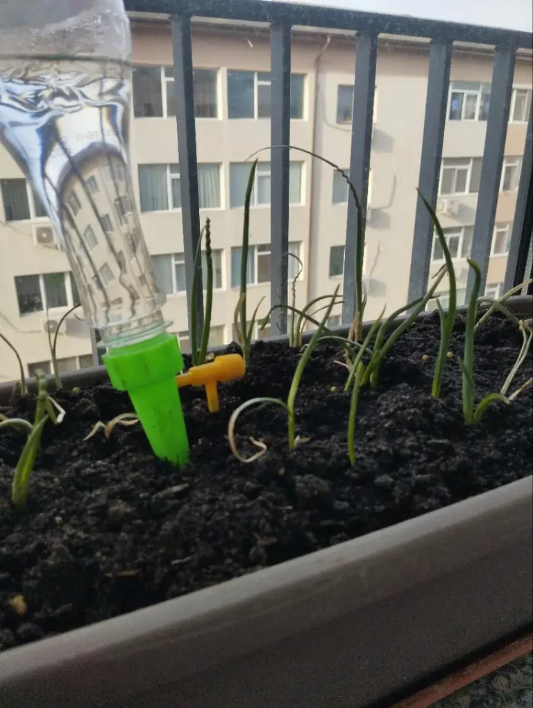 12-delni set avtomatskega zalivalnika rastlin photo review